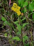 Solidago virgaurea. Верхушка цветущего растения. Московская обл., Сергиево-Посадский гор. округ, верховья р. Воря, опушка смешанного леса. 22.08.2026.