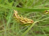 Carex vesicaria. Соплодие. Хабаровский край, г. Комсомольск-на-Амуре, берег озера. 25.06.2026.