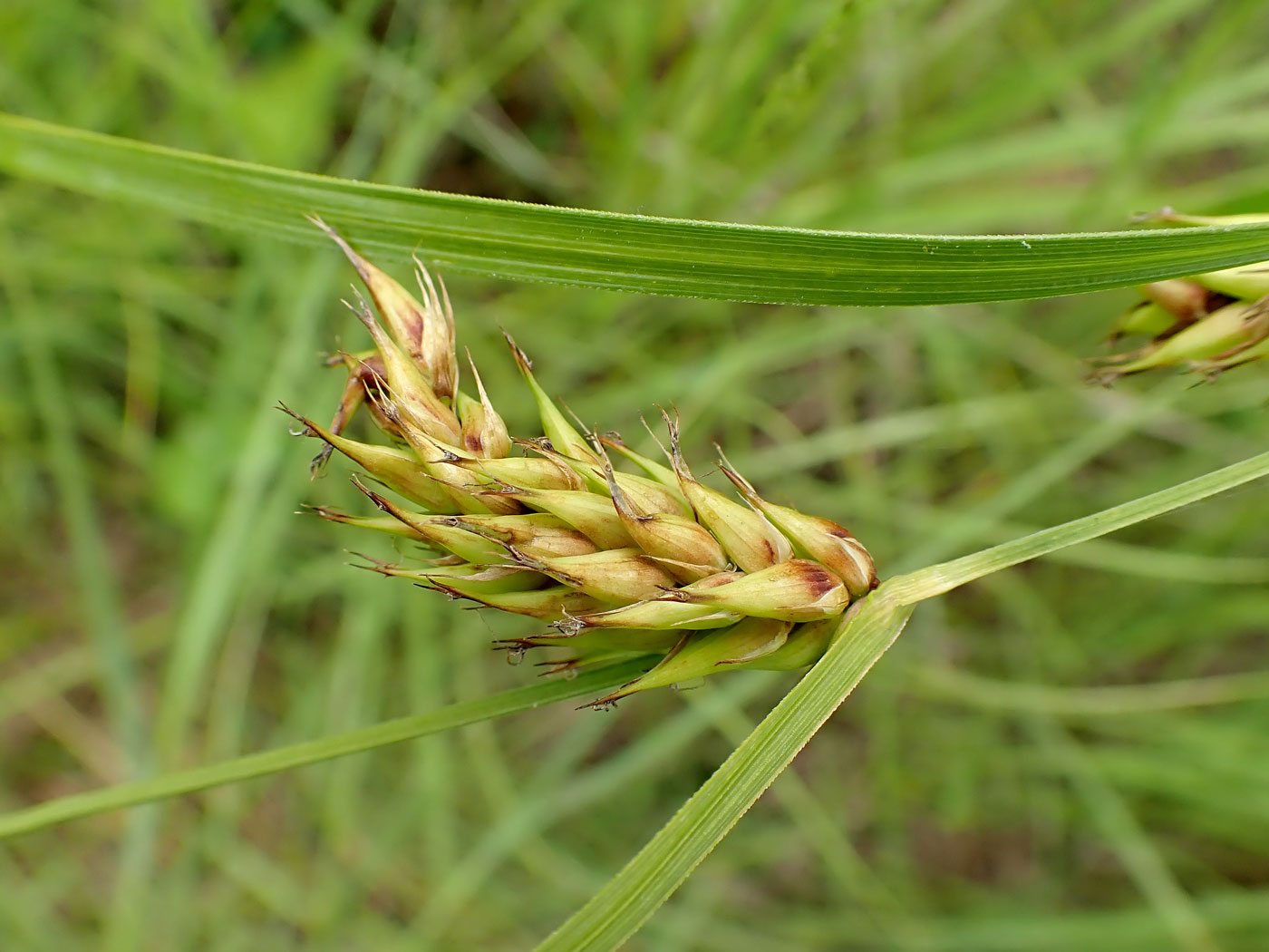 Изображение особи Carex vesicaria.