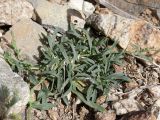 Saponaria griffithiana. Розетки листьев и основания побегов. Таджикистан, Горно-Бадахшанская автономная обл., Ишкашимский р-н, окр. кишлака Гармчашма, дол. р. Гармчашма, ≈ 2600 м н.у.м., каменистая осыпь. 2 июля 2026 г.