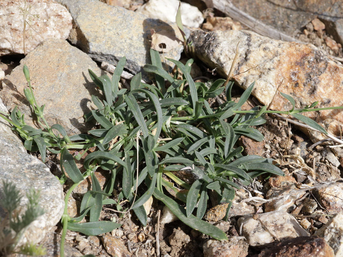Изображение особи Saponaria griffithiana.