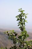 Amygdalus bucharica. Плодоносящее растение. Узбекистан, Джизакская обл., хр. Нуратау, гора Койташ, басс. р. Койташ, верховья Койташсая., ок. 1210 м н.у.м. 14.05.2025.