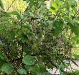 Rubia tinctorum. Побеги с соплодиями на ветви абрикоса (Armeniaca vulgaris). Волгоград, Красноармейский р-н, у роддома №4. 24.09.2026.