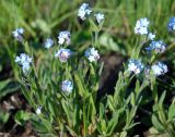 Myosotis popovii