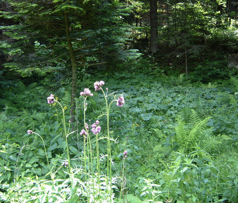 Image of Cirsium rivulare specimen.