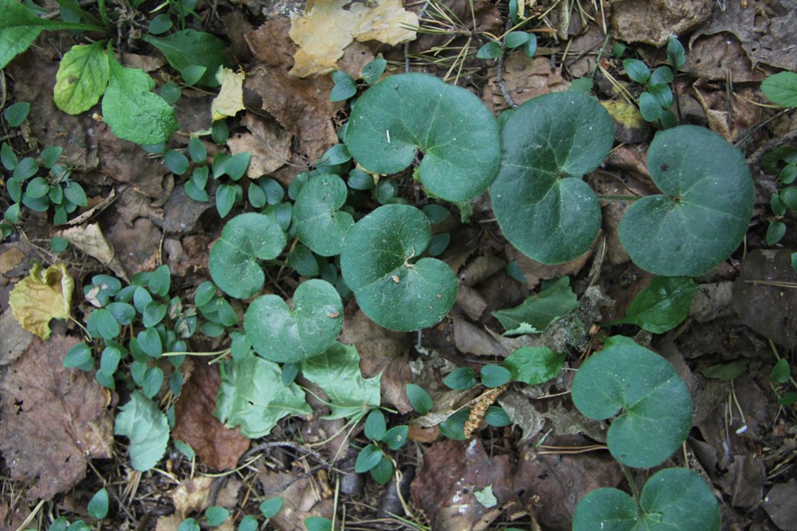 Image of Asarum europaeum specimen.