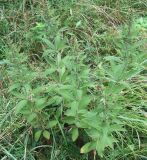 Lysimachia verticillaris