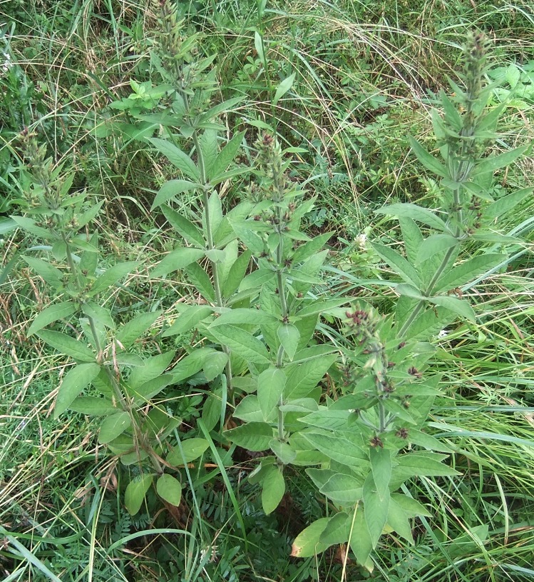 Image of Lysimachia verticillaris specimen.