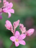 Trachomitum lancifolium. Часть соцветия. Узбекистан, Ташкентская обл., Кибрайский р-н, окрестности пос. Улугбек, берег канала. 12.06.2011.