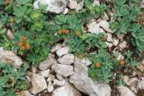 Euphorbia capitulata. Плодоносящие растения. Черногория, Динарское нагорье, горный массив Дурмитор, каменистый склон. 05.07.2011.