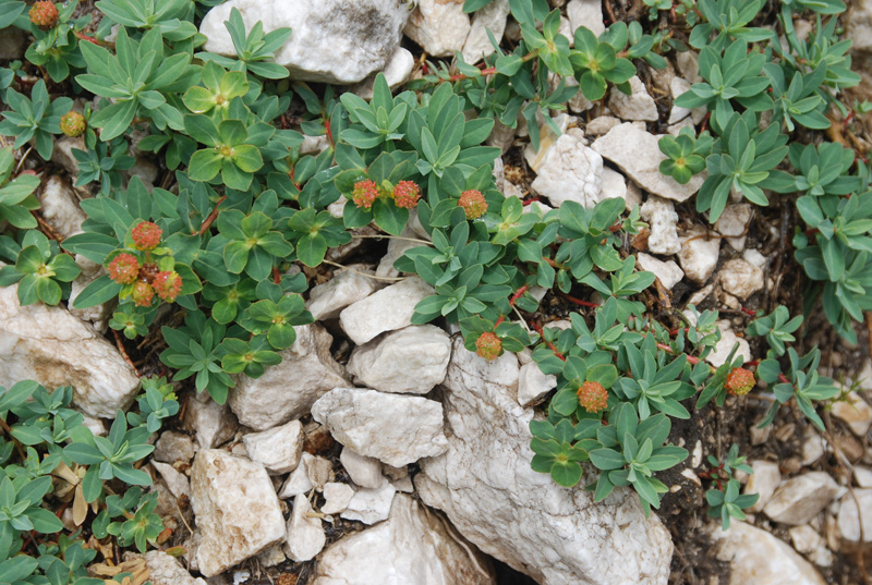 Image of Euphorbia capitulata specimen.