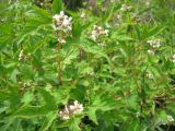 Rubus crataegifolius. Ветви с цветками. Приморский край, Партизанский р-н, гора Брат. 26.06.2011.