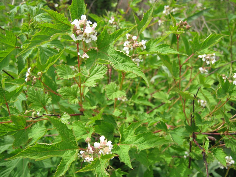 Image of Rubus crataegifolius specimen.