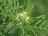Ambrosia artemisiifolia