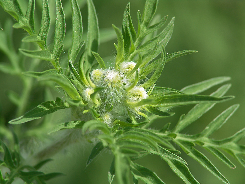 Изображение особи Ambrosia artemisiifolia.