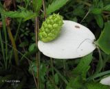 Calla palustris. Соплодие с незрелыми плодами. Украина, Ивано-Франковская обл., Надворнянский р-н, окр. с. Быстрица, долина потока Рафайловец, в ручье. 21 июня 2011 г.