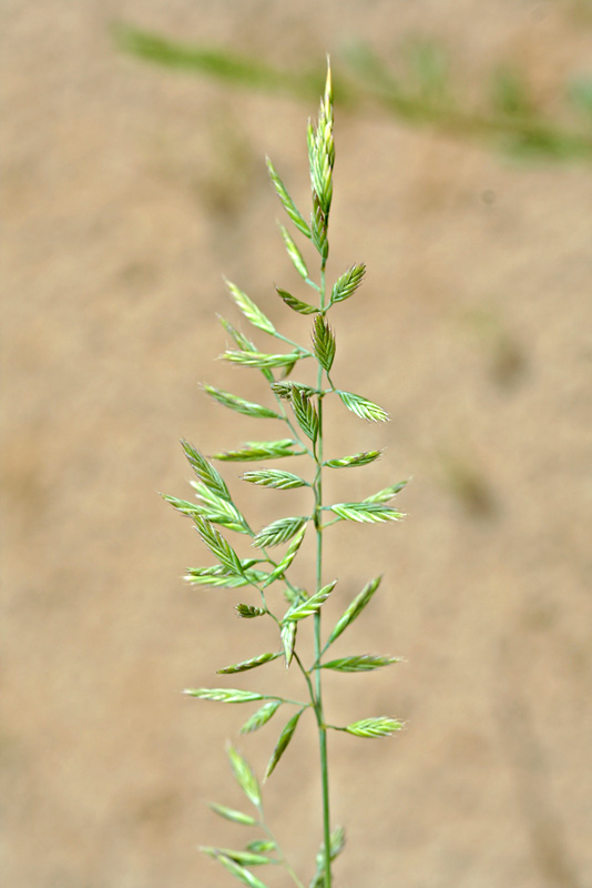 Изображение особи Festuca polesica.