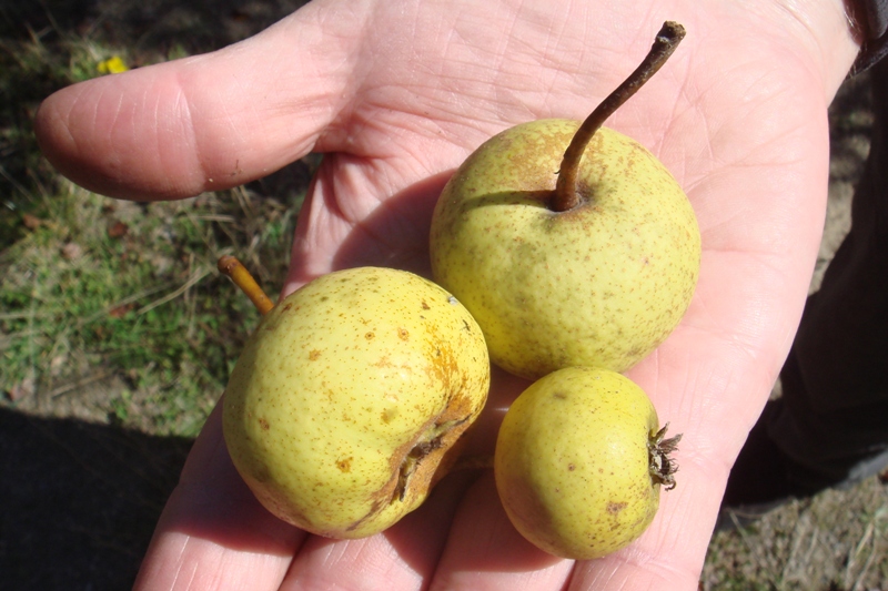 Изображение особи Pyrus caucasica.