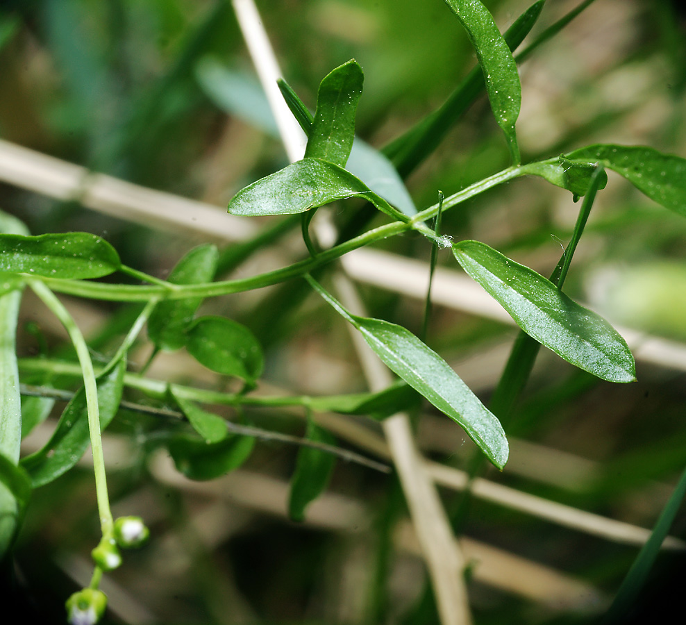 Изображение особи Cardamine dentata.