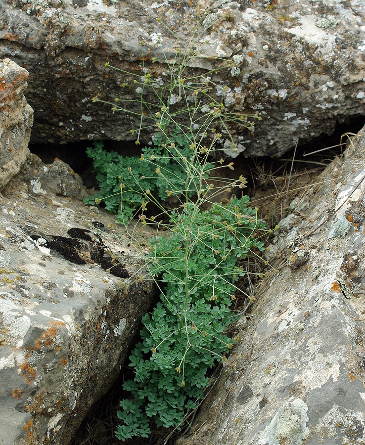 Image of Thalictrum isopyroides specimen.