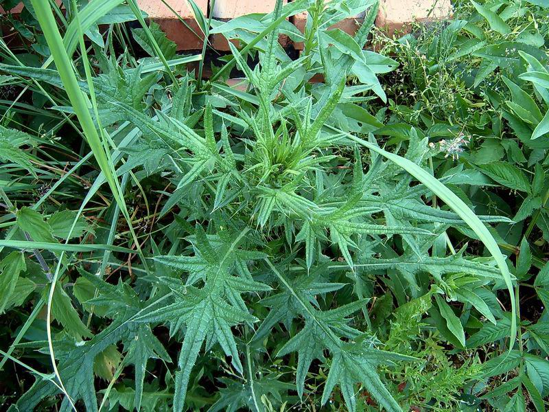 Image of Cirsium vulgare specimen.