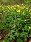 Ranunculus constantinopolitanus