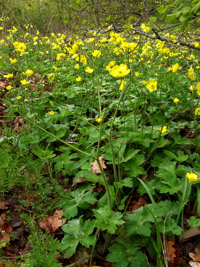 Изображение особи Ranunculus constantinopolitanus.