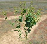 Lepidium perfoliatum. Цветущее и плодоносящее растение. Казахстан, Джамбульская обл., южнее оз. Балхаш. 13.05.2011.