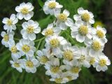 Achillea cartilaginea. Соцветие. Тверская обл., Весьегонский р-н, окр. дер. Беняково, берег залива Рыбинского вдхр. по р. Сёбла. 24.07.2011.