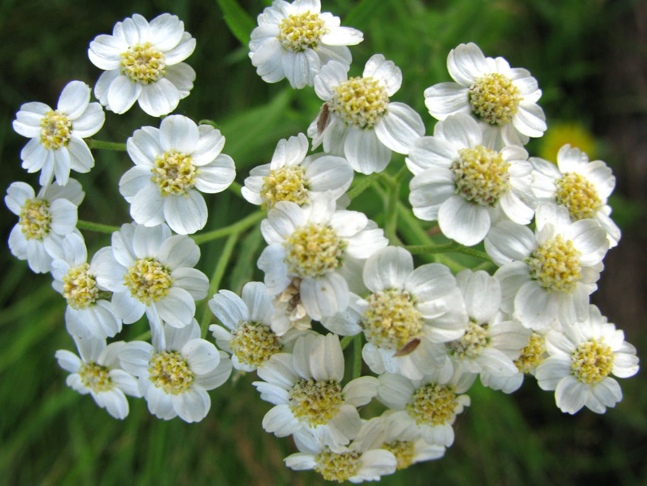 Image of Achillea cartilaginea specimen.