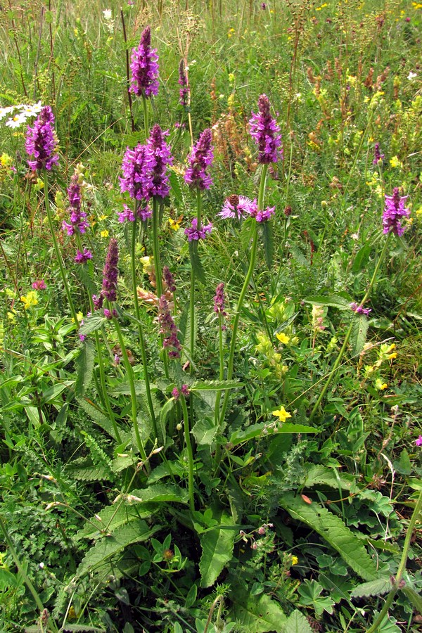 Изображение особи Betonica officinalis.