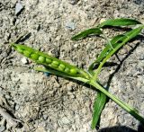 Vicia angustifolia. Вскрытый плод. Копетдаг, Чули. Май 2011 г.