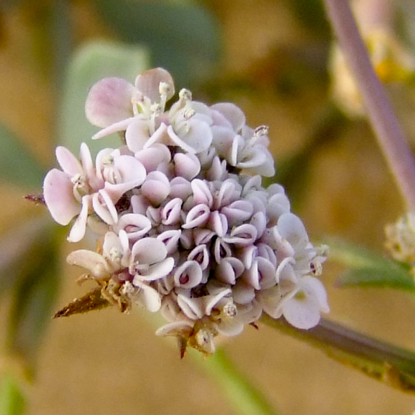 Изображение особи Pseudorlaya pumila.