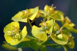 Euphorbia cyparissias. Незрелые плоды. Московская обл., Раменский р-н, окр. дер. Хрипань, дачный участок. 18.06.2008.