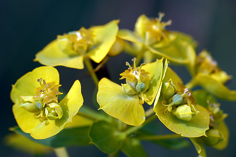 Изображение особи Euphorbia cyparissias.