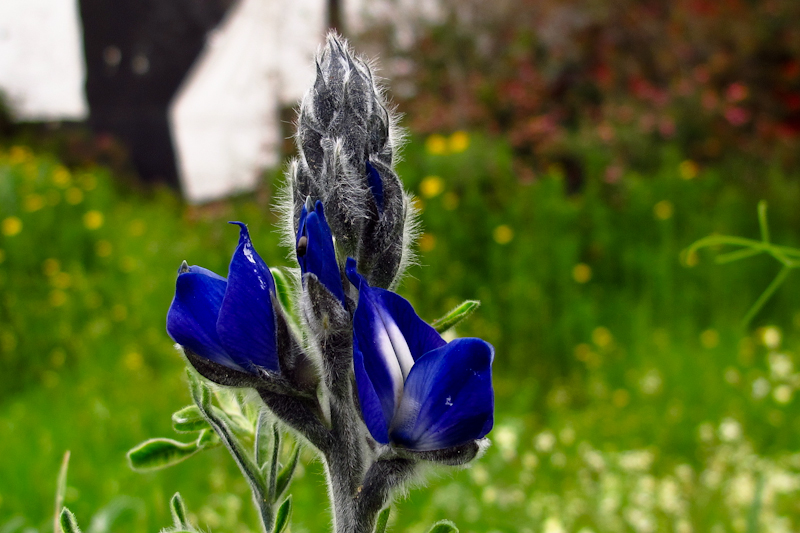 Изображение особи Lupinus pilosus.