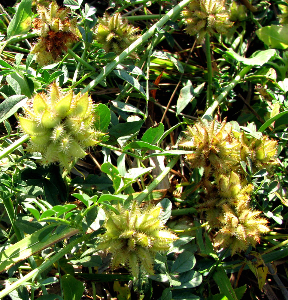 Image of Glycyrrhiza echinata specimen.