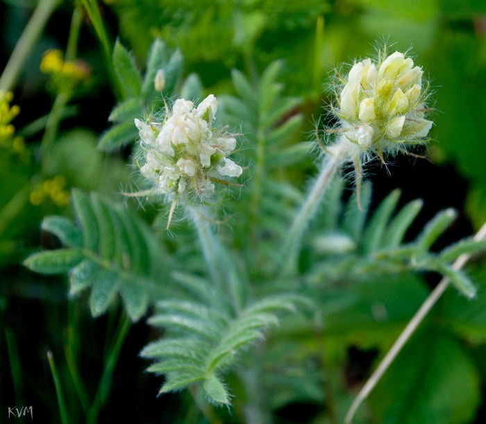 Изображение особи Oxytropis pilosa.