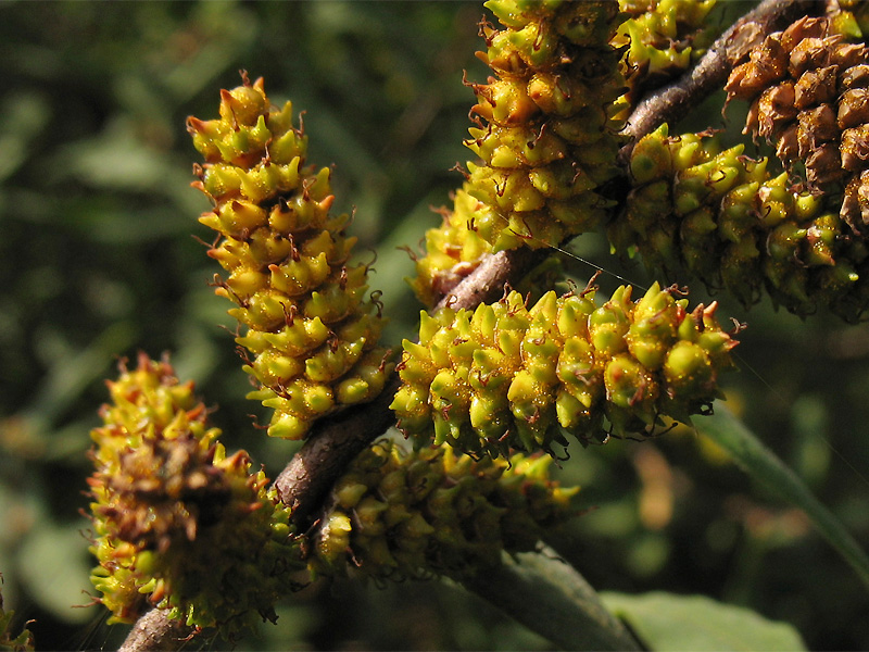 Image of Myrica gale specimen.