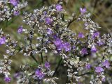 Limonium sareptanum. Часть соцветия. Саратовская обл., Саратовский р-н, в солонцеватой степи. 13 августа 2011 г.