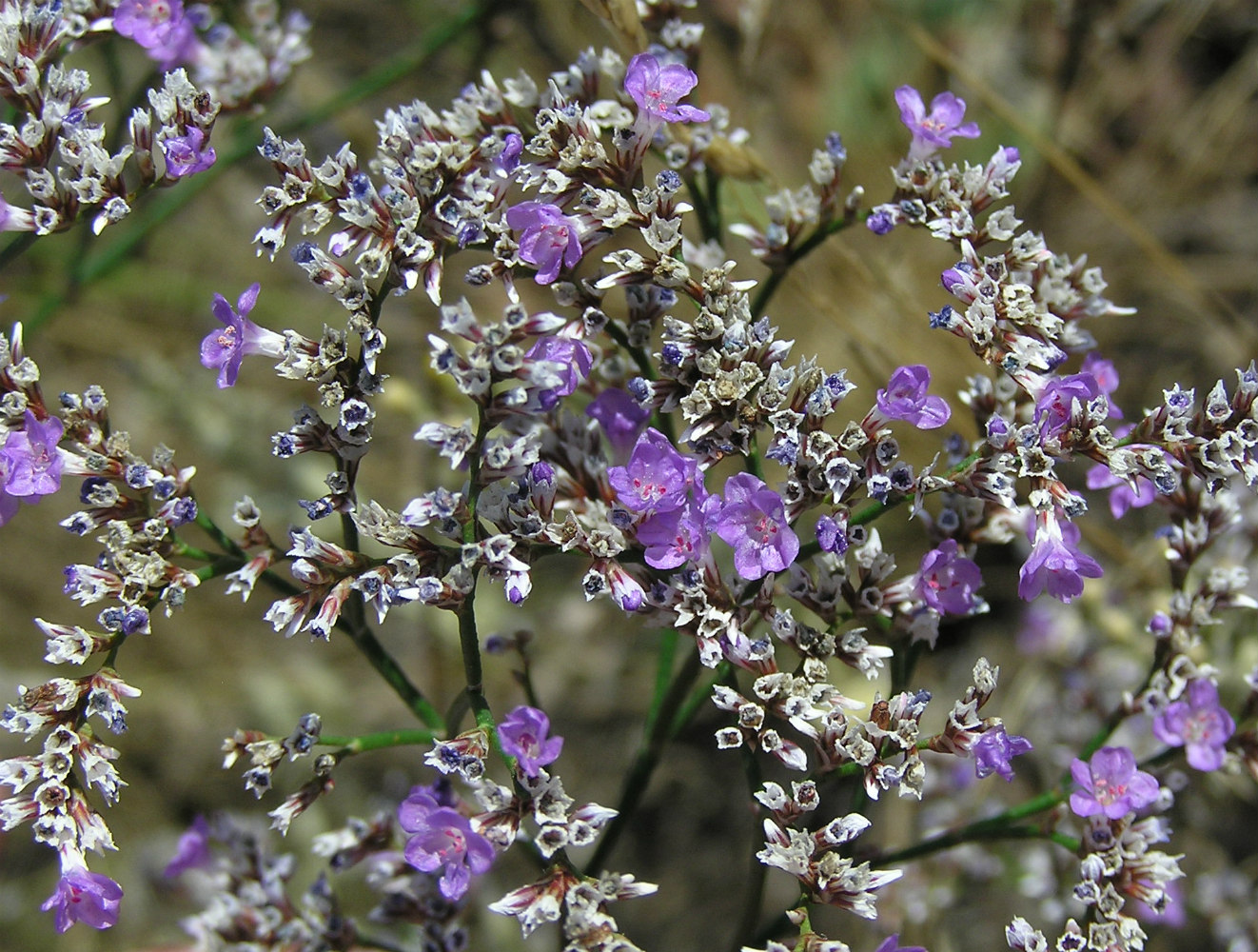 Изображение особи Limonium sareptanum.