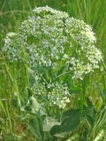 Cardaria draba