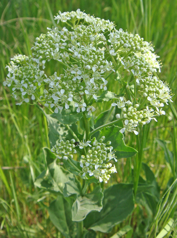 Изображение особи Cardaria draba.