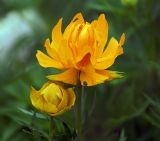 Trollius asiaticus. Цветок и бутон. Московская обл., дачный участок. 30.05.2008.