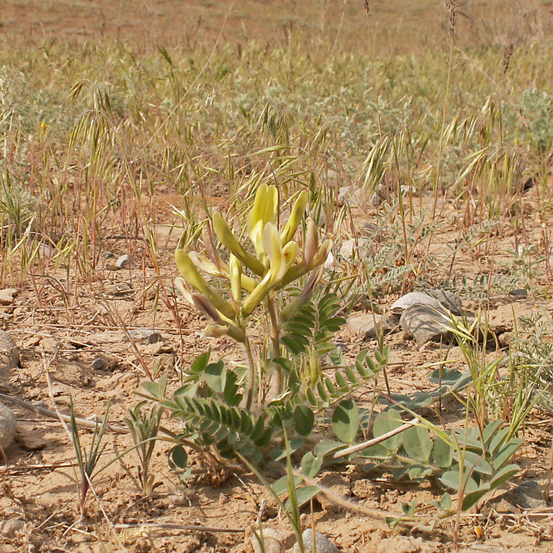 Image of Astragalus longipetalus specimen.