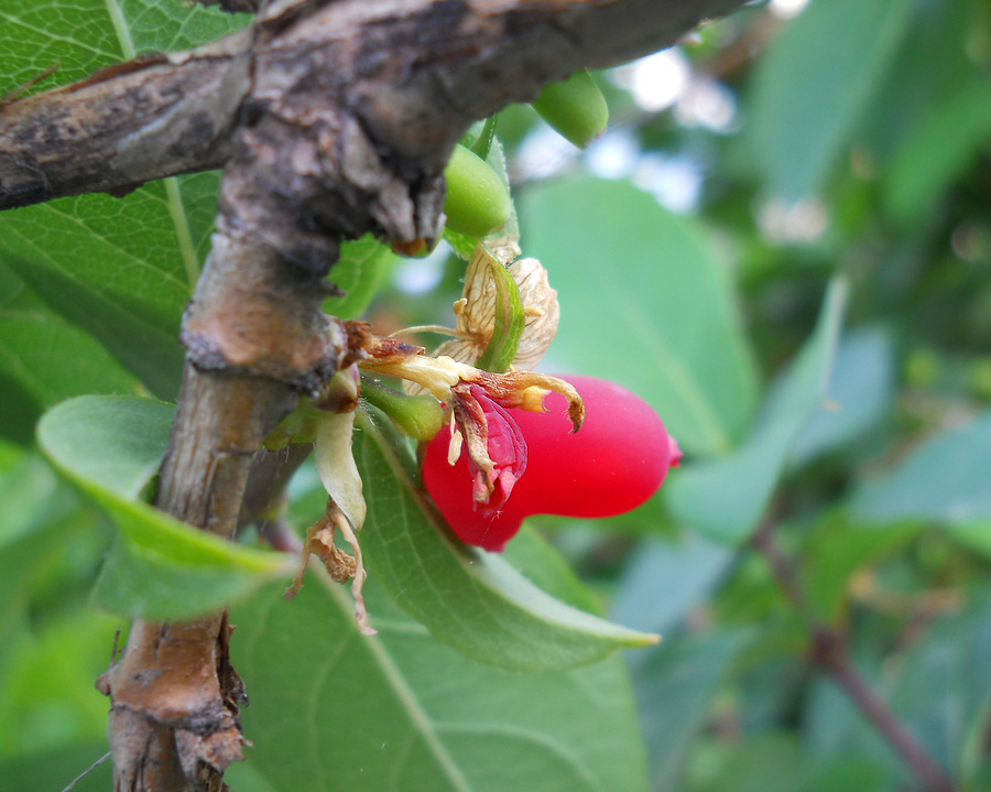 Image of Lonicera fragrantissima specimen.