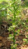 Platanthera chlorantha. Соцветие. Крым, южный берег, окр. Алупки, сосновый лес. 2 июня 2012 г.