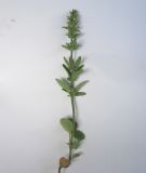 Dracocephalum thymiflorum