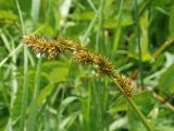 Carex vulpina