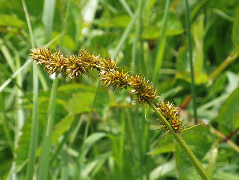 Изображение особи Carex vulpina.